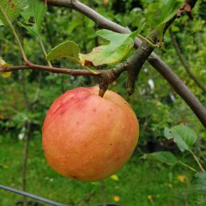 Malus domestica 'James Grieve'