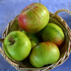 Malus domestica 'Jacques Lebel'