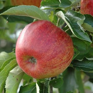 Malus domestica 'Jonared'