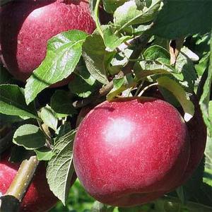 Malus domestica 'Jonathan'