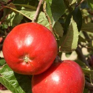Malus domestica 'Melrose'