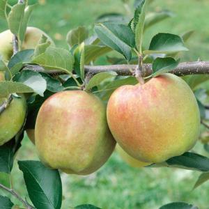 Malus domestica 'Mutsu'