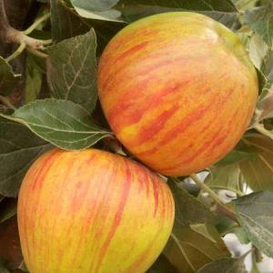 Malus domestica 'Reine des Reinettes'