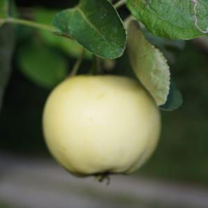 Malus domestica 'Transparante Blanche'
