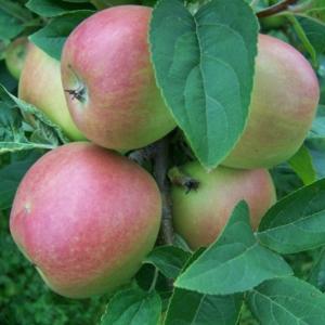 Malus domestica 'Winter Banana'