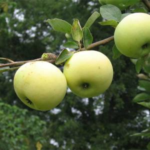 Malus domestica 'Yellow Transparent'