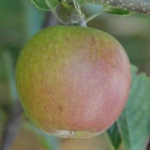 Malus domestica 'Winston'