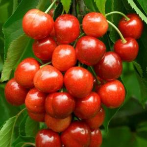 Prunus avium 'Bigarreau Van'