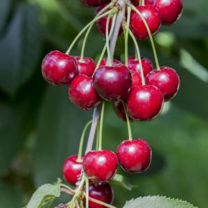 Prunus avium 'Hedelfinger'