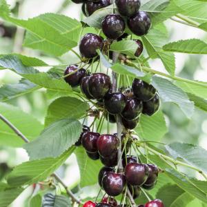 Prunus avium 'Kordia'