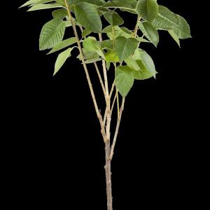 Prunus avium 'Schneider's'