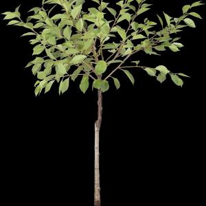 Prunus cerasus 'Morel'