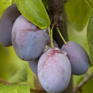 Prunus domestica 'Enk. Bakpruim'