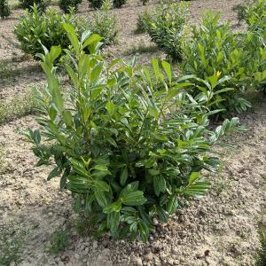 Prunus laurocerasus 'Rotundifolia'