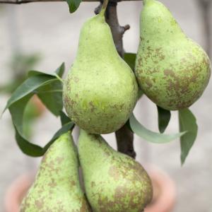 Pyrus communis 'Conference'