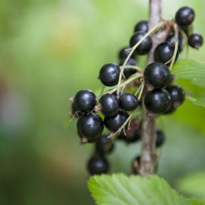 Ribes nigrum 'Goliath'