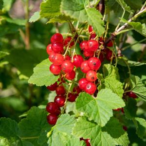 Ribes rubrum 'Jonkheer van Tets'