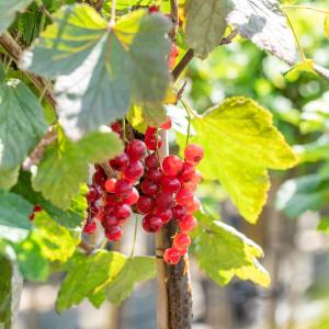 Ribes rubrum 'Rovada'