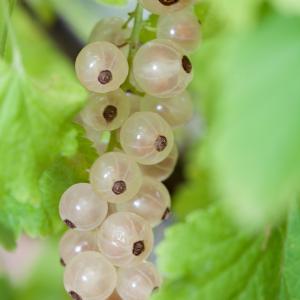Ribes rubrum 'White Pearl'