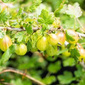 Ribes uva-crispa 'Invicta'