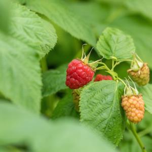 Rubus idaeus 'Tulameen'