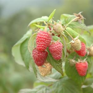 Rubus idaeus 'Zeva Herbsternte'