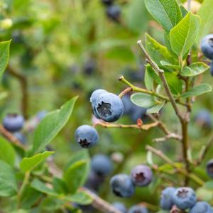 Vaccinium corymbosum