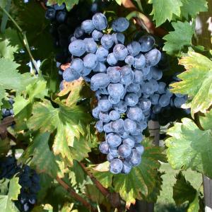 Vitis vinifera 'Bleu Précoce'